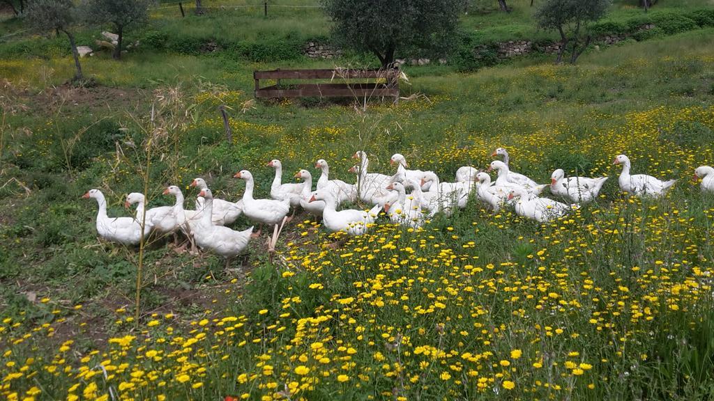 Agriturismo Villa Val D'Olivi Capodacqua  Εξωτερικό φωτογραφία